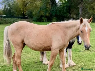 Welsh Section D horses AES Welsh D x TB Filly for Sale - Advert 17