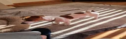 Jack Russell dogs for sale: Betty. 6 months old. in Leyland - Advert 3