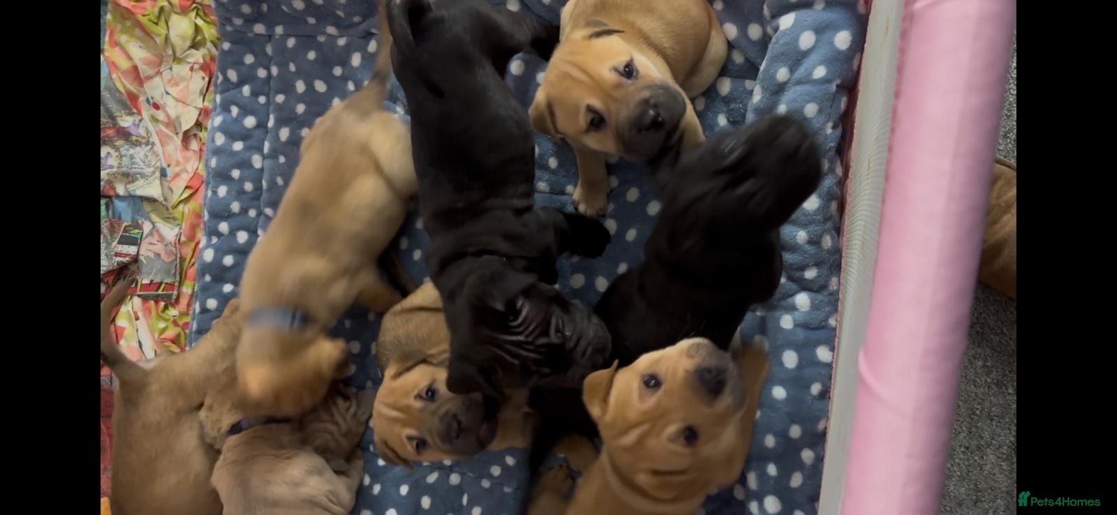 Mixed Breed dogs Staff/shar pei puppies - Advert 1