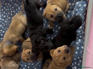 Mixed Breed dogs Staff/shar pei puppies - Advert 1