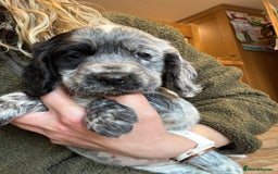 Cocker Spaniel dogs for sale: Gorgeous KC Cockers with blue roan features - Image 18