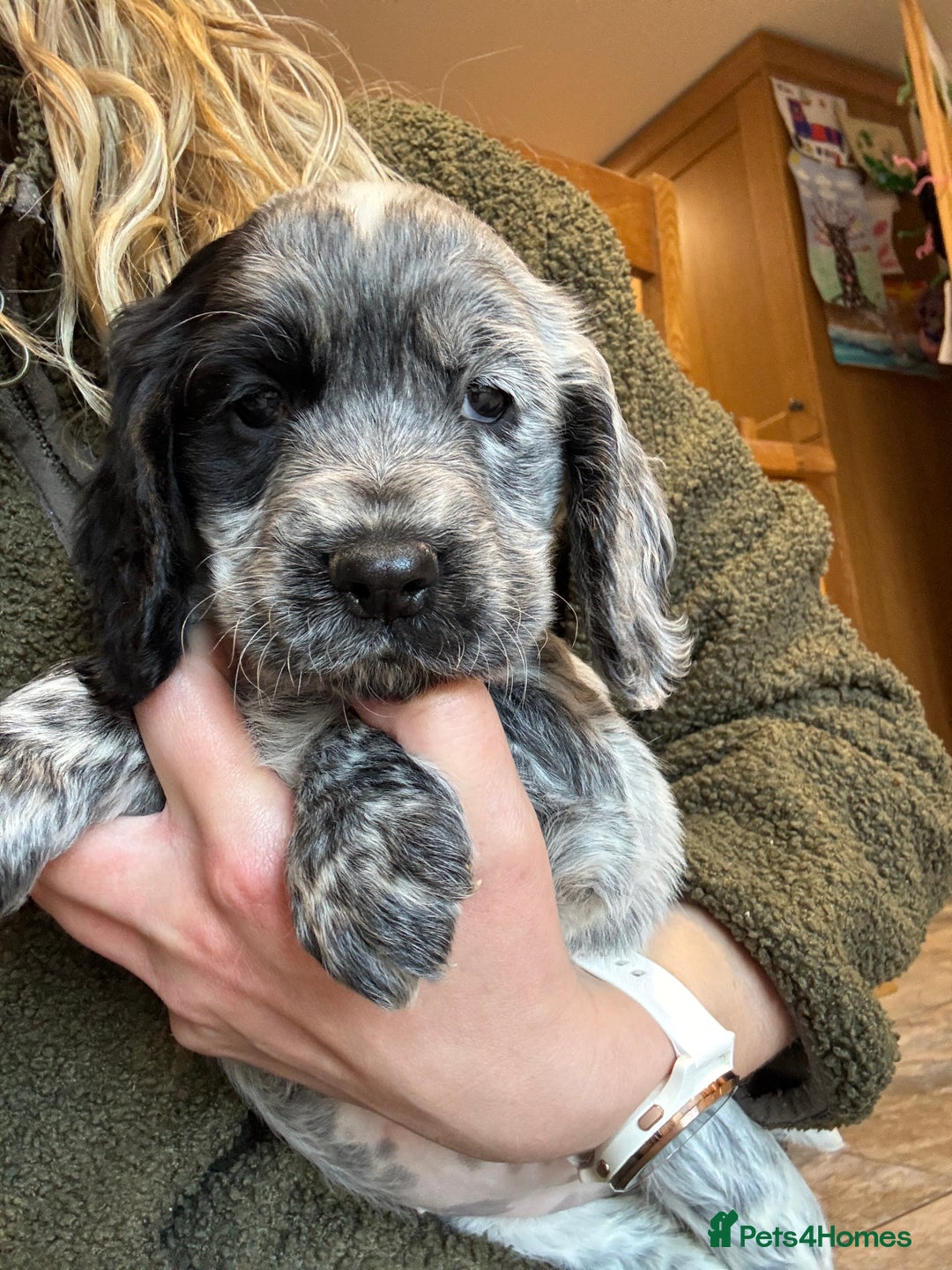 Cocker Spaniel dogs for sale: Gorgeous KC Cockers with blue roan features - Image 18