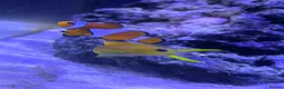 Other/Mixed Breed fish for sale: Marine fish in Plymouth - Advert 4