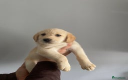 Labradoodle dogs for sale: Labradoodle puppies for sale £600-£750 - Image 2