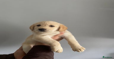 Labradoodle dogs - Advert 6