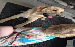 Goldador dogs for sale: 1 year old goldador male - Image 2