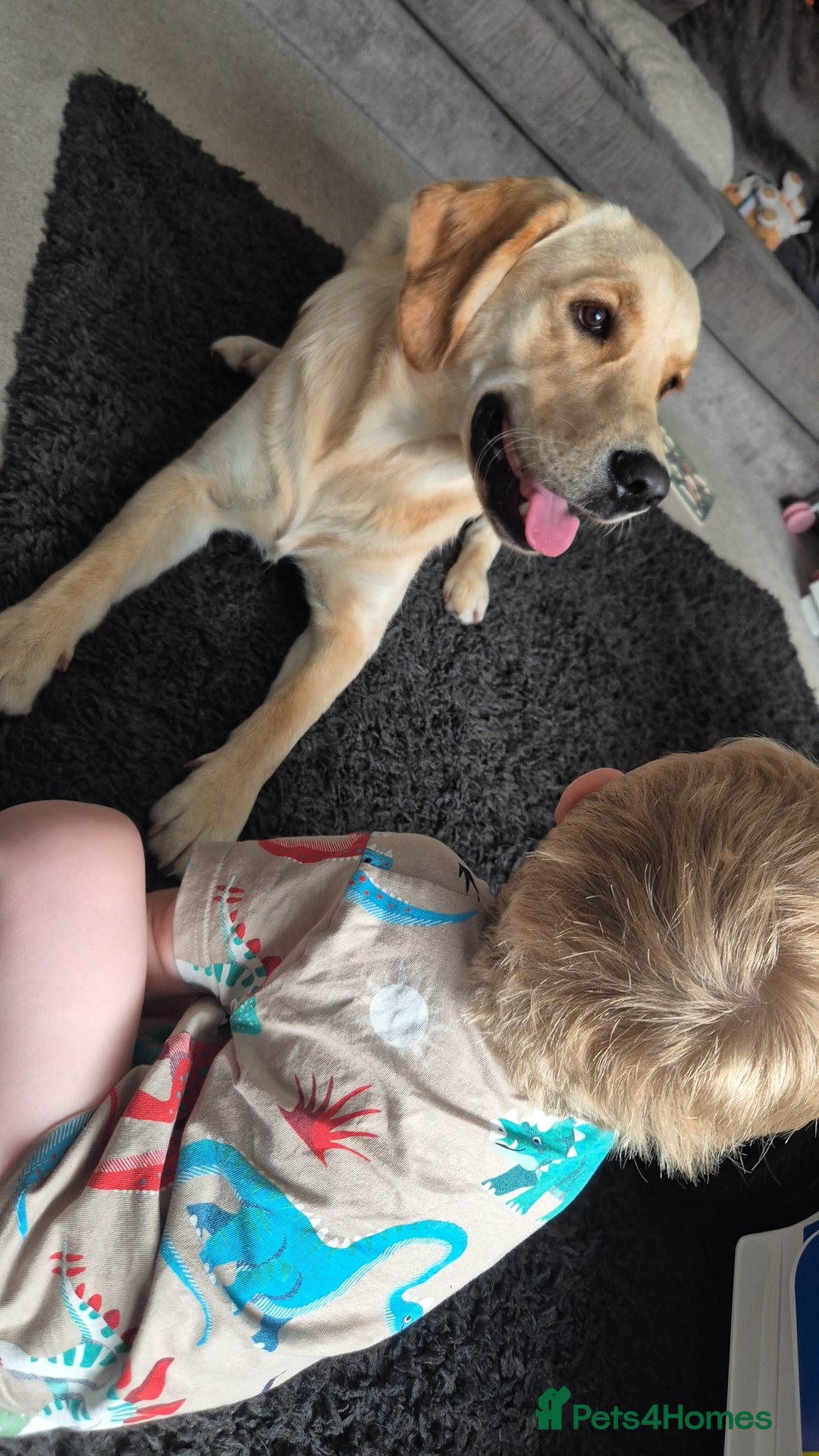 Goldador dogs for sale: 1 year old goldador male - Image 2
