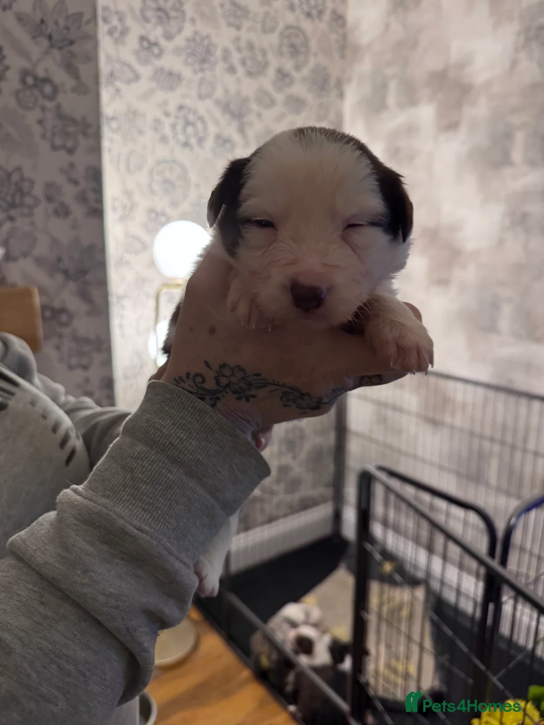 Border Collie dogs for sale: Adorable border collie tri coloured pups - Advert 8