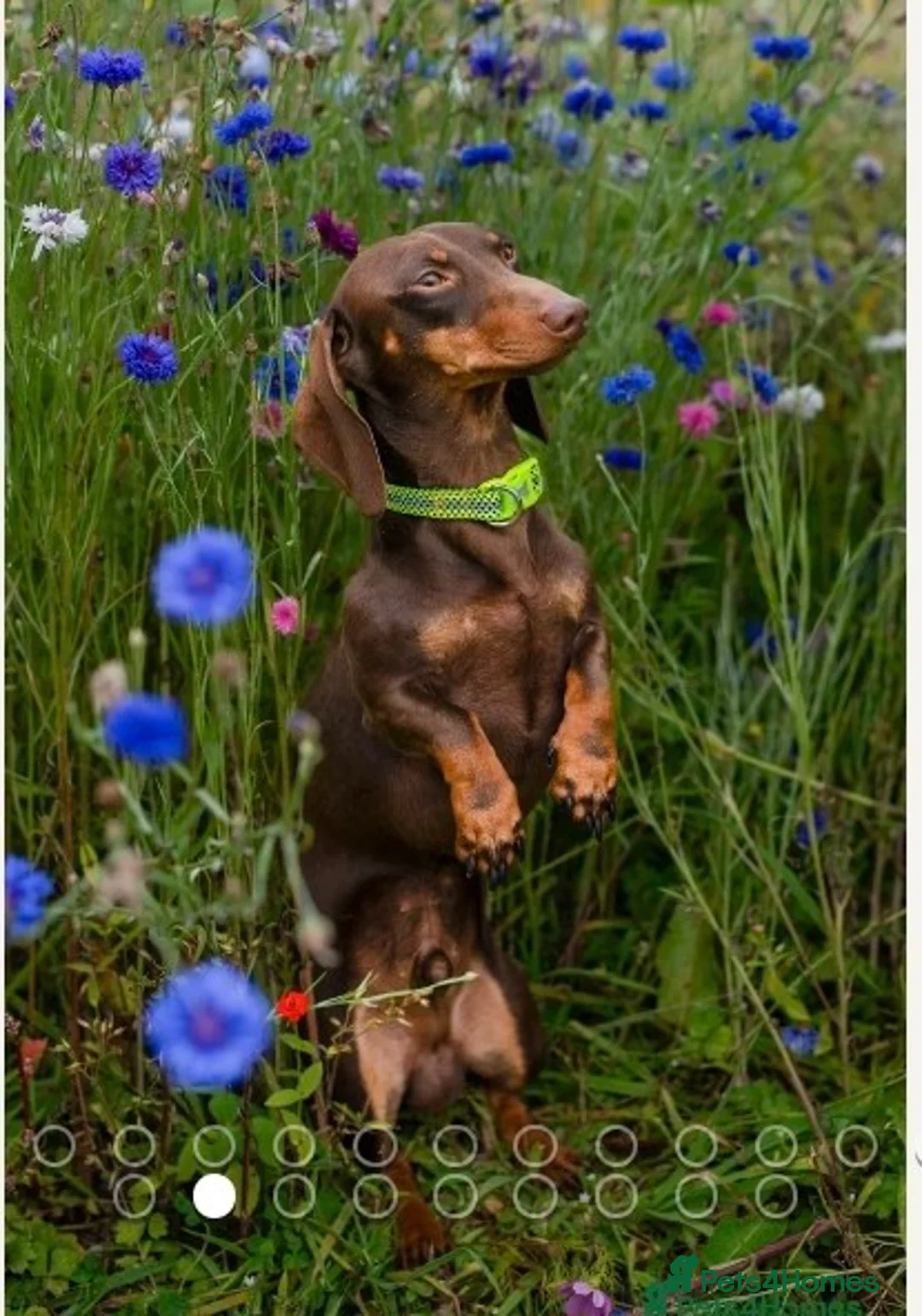 Dachshund dogs for sale: KC miniature Dachshund puppies  - Advert 2