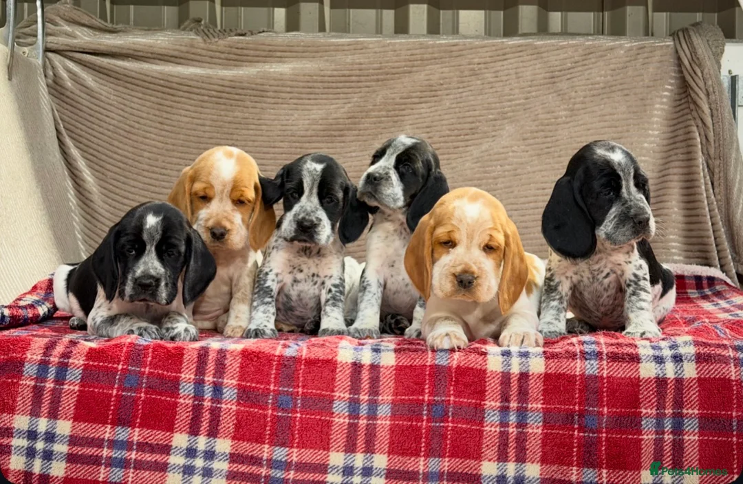 Bocker dogs for sale: STUNNING COCKER X BEAGLE PUPPIES  - Advert 11