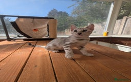 Bengal cats for sale: Bengal Kittens Purebred with Champion Lines  - Image 22