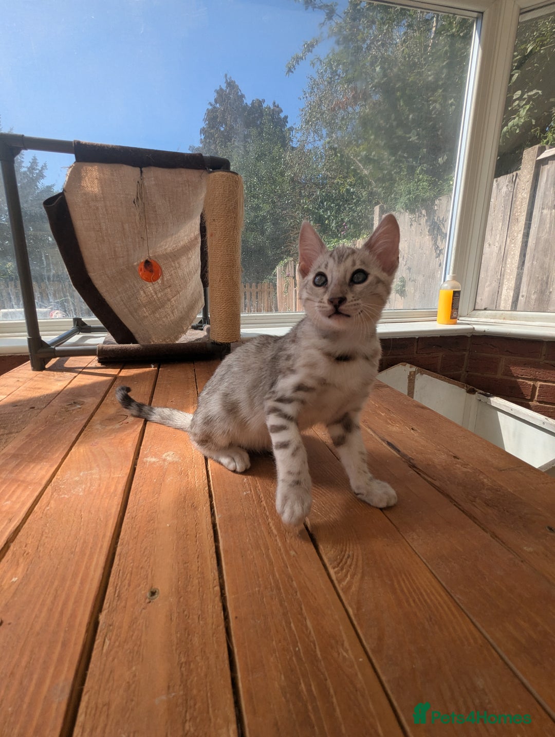 Bengal cats for sale: Bengal Kittens Purebred with Champion Lines  - Image 22