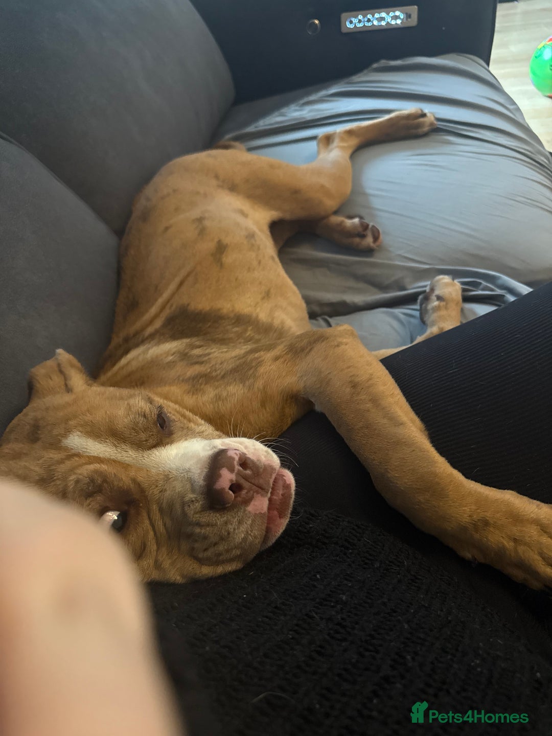 Olde English Bulldogge dogs for sale: Effie  - Advert 7