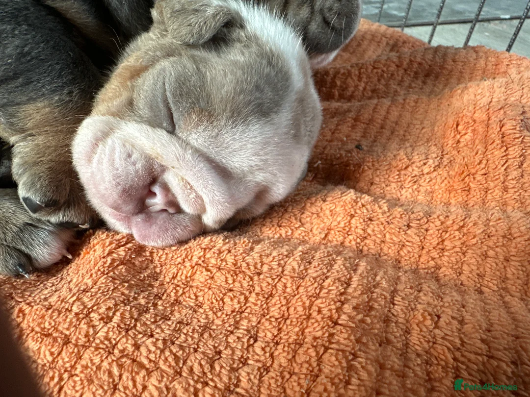 English Bulldog dogs for sale: Full Pedigree English Bulldog puppies  - Advert 21