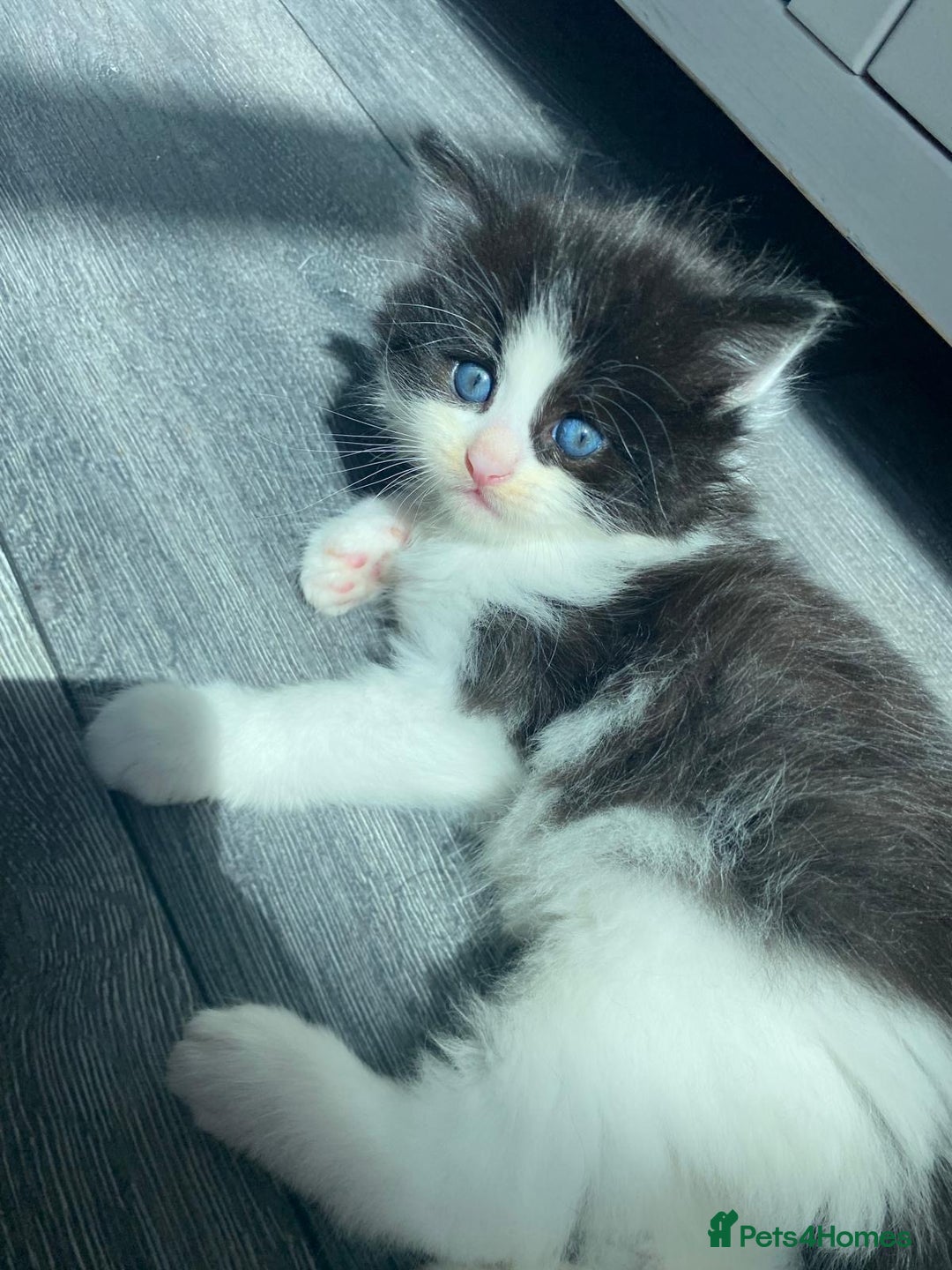 British Longhair cats for sale: 2 kittens one male one female - Image 2