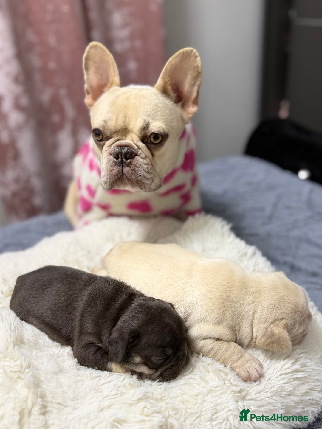 French Bulldog dogs for sale: French bulldog  - Advert 7