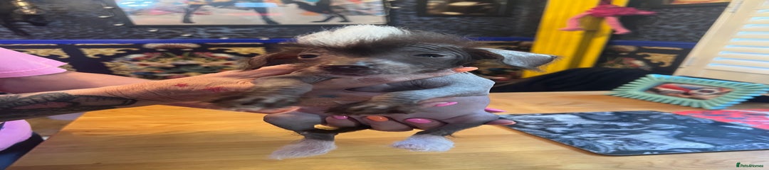 Chinese Crested Puppy 2