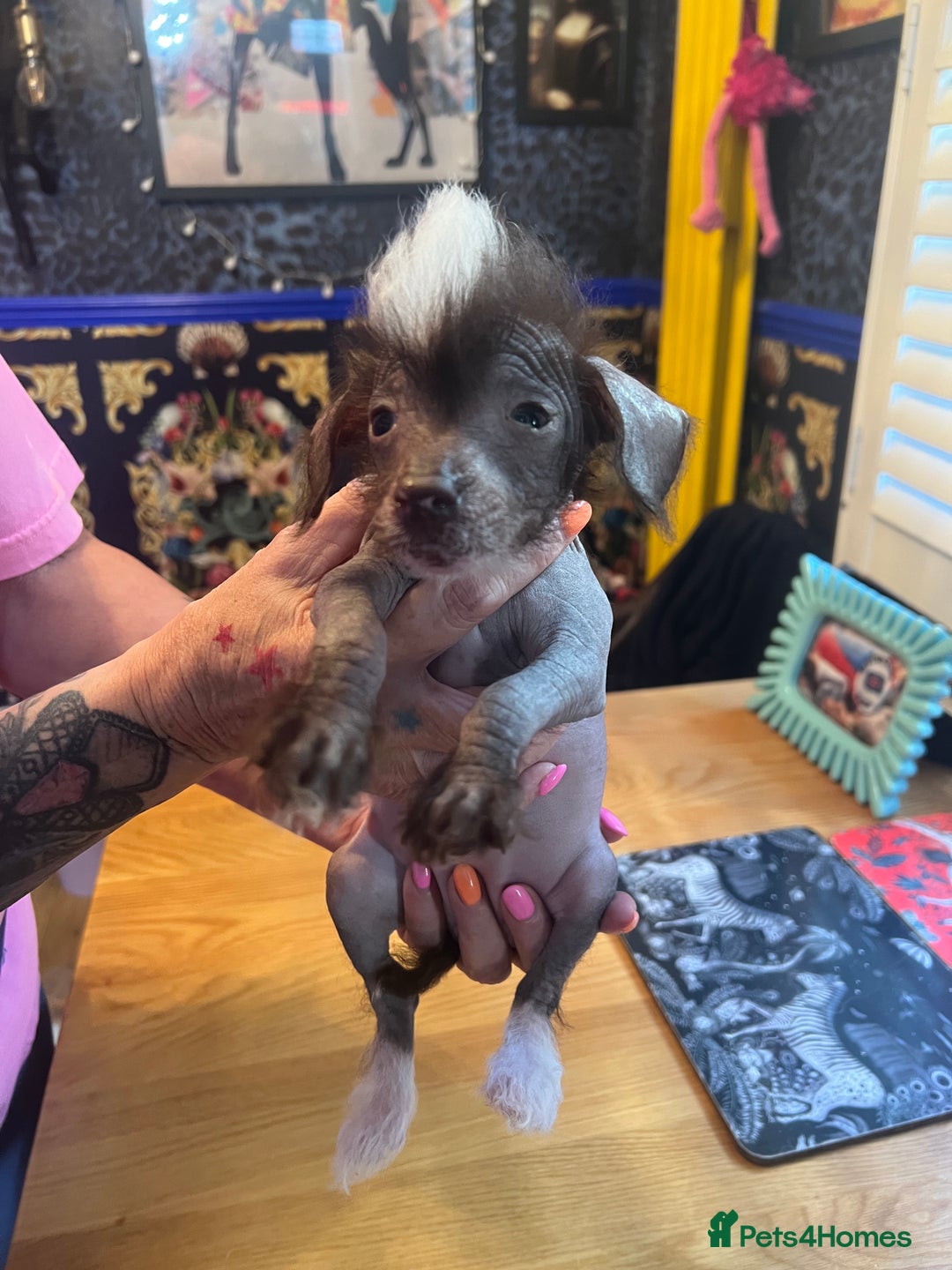 Chinese Crested dogs for sale: Stunning part hairless Chinese crested pups - Image 8