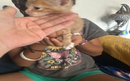 Mixed Breed cats for sale: Beautiful Kittens  - Image 10