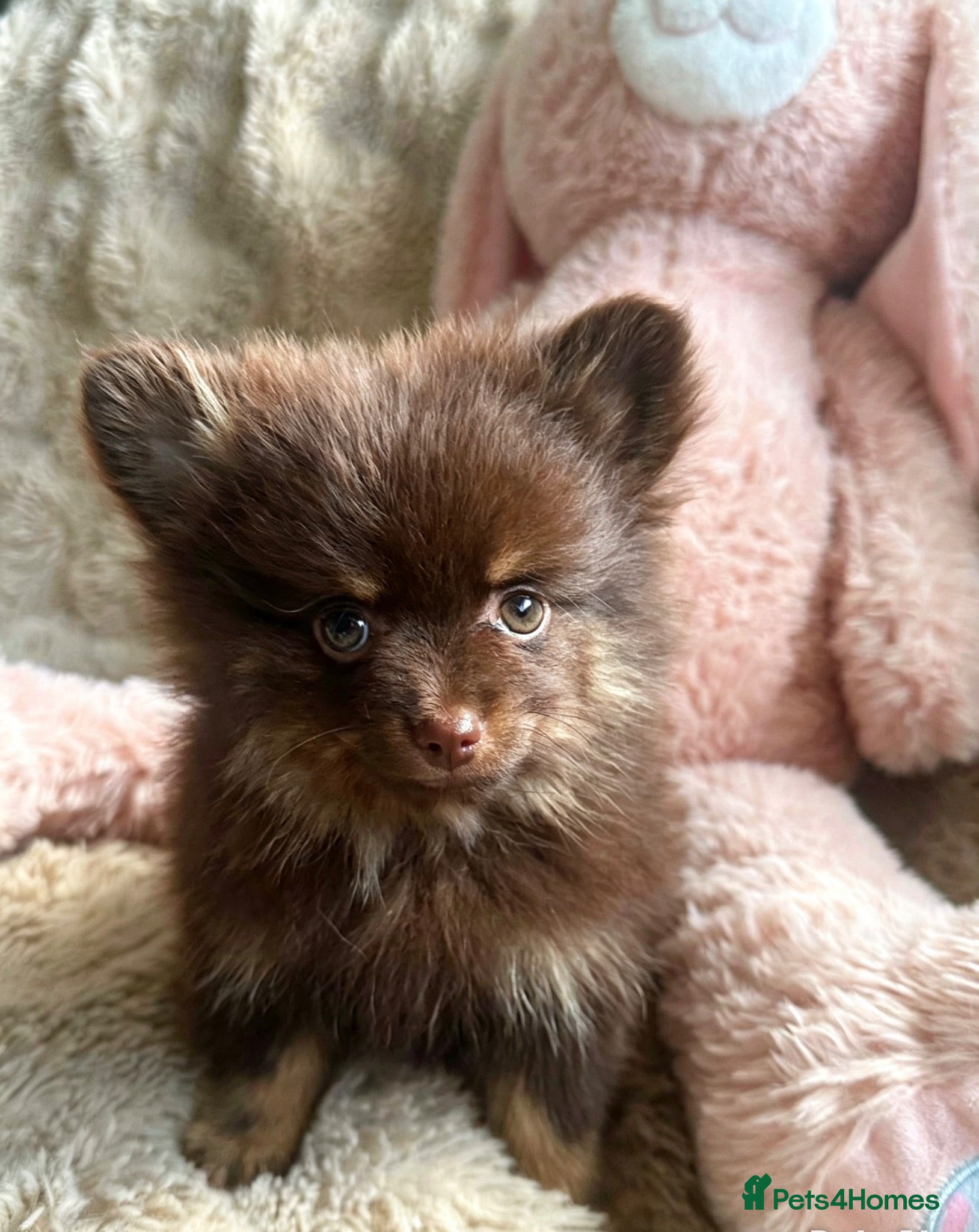 Pomchi dogs 💖Beautiful fluffy Pomchi 💖 - Advert 2