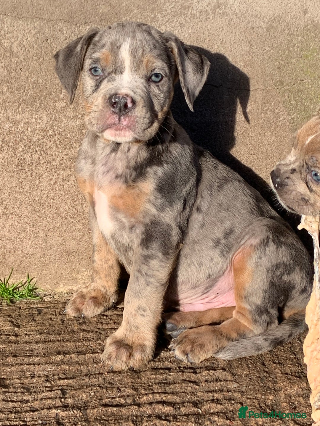 Olde English Bulldogge dogs for sale: Olde English bulldogges generational  - Advert 17