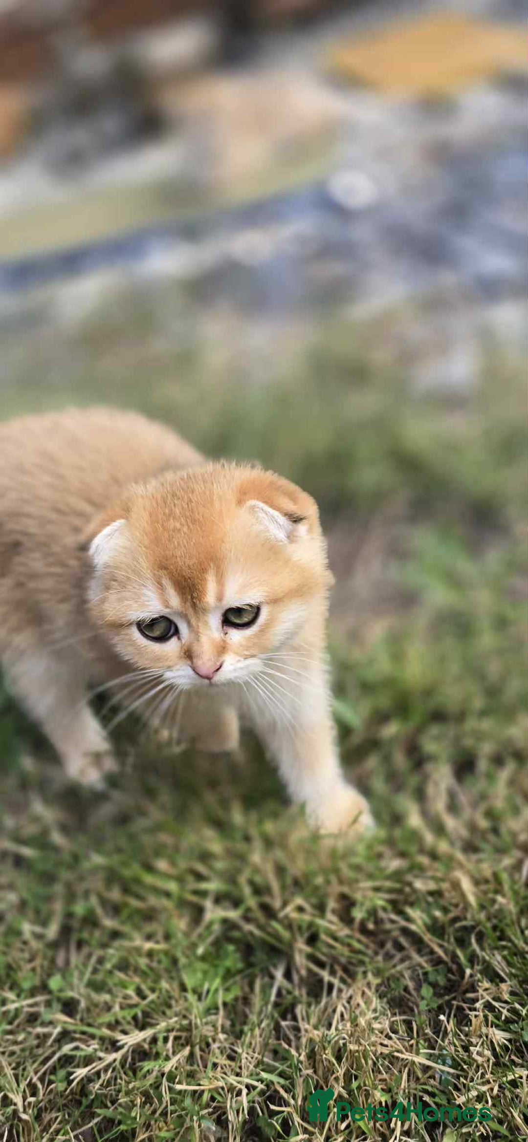 Scottish Fold cats for sale: 1male  1 female READY TO COLLECT - Image 22