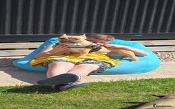 French Bulldog dogs for sale: Must be re-homed together  - Advert 6