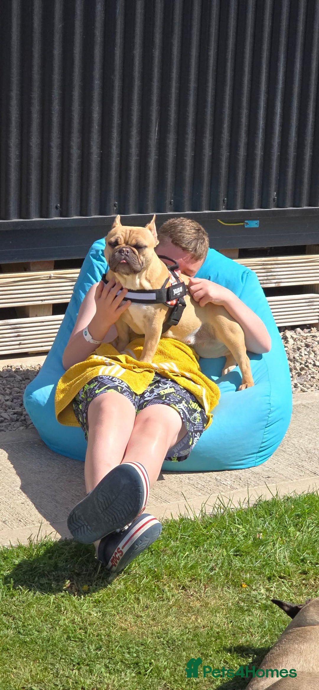 French Bulldog dogs for sale: Must be re-homed together  - Advert 6