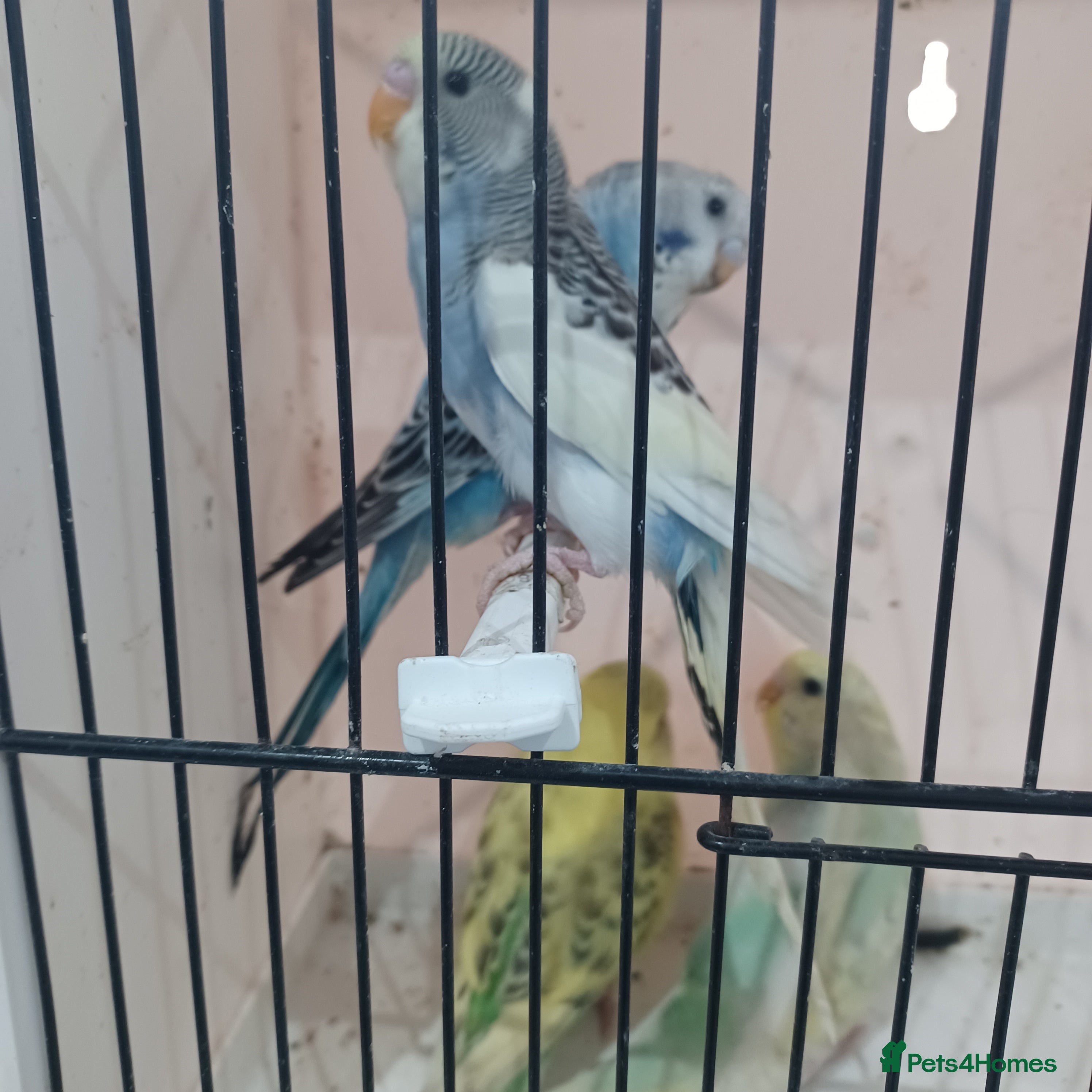 Budgerigars birds BUDGIES FOR SALE  - Advert 2