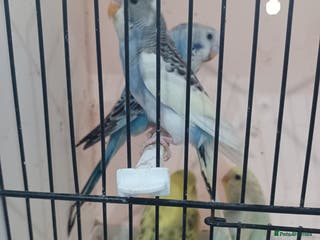 Budgerigars birds BUDGIES FOR SALE - Advert 19