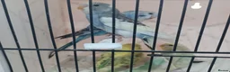 Budgerigars birds for sale: BUDGIES FOR SALE  - Advert 1