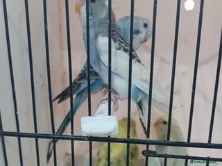 Budgerigars birds BUDGIES FOR SALE - Advert 19