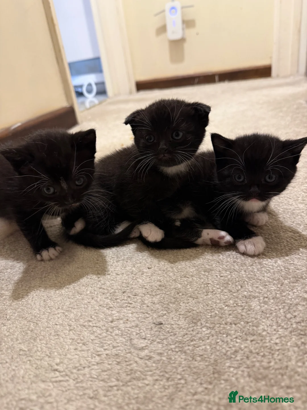 Scottish Fold cats for sale: 5 scottish fold mix kittens in Greenford - Advert 2