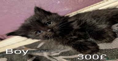 Ragdoll cats Ragdoll  - Advert 2