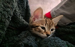 Bengal cats for sale: 2 Gorgeous Bengal x Short Hair kittens for sale - Image 5