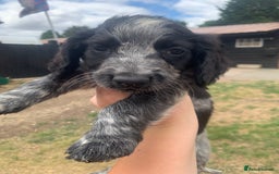 Cocker Spaniel dogs for sale: Work cocker spaniel pups for sale  - Image 3