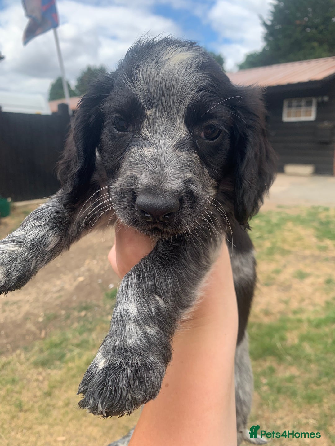 Cocker Spaniel dogs for sale: Work cocker spaniel pups for sale  - Image 3