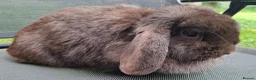 Mini Lop rabbits for sale: Various ages - Advert 17