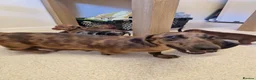 Miniature Dachshund dogs for sale: Miniature chocolate dapple black tan dachshund - Advert 2