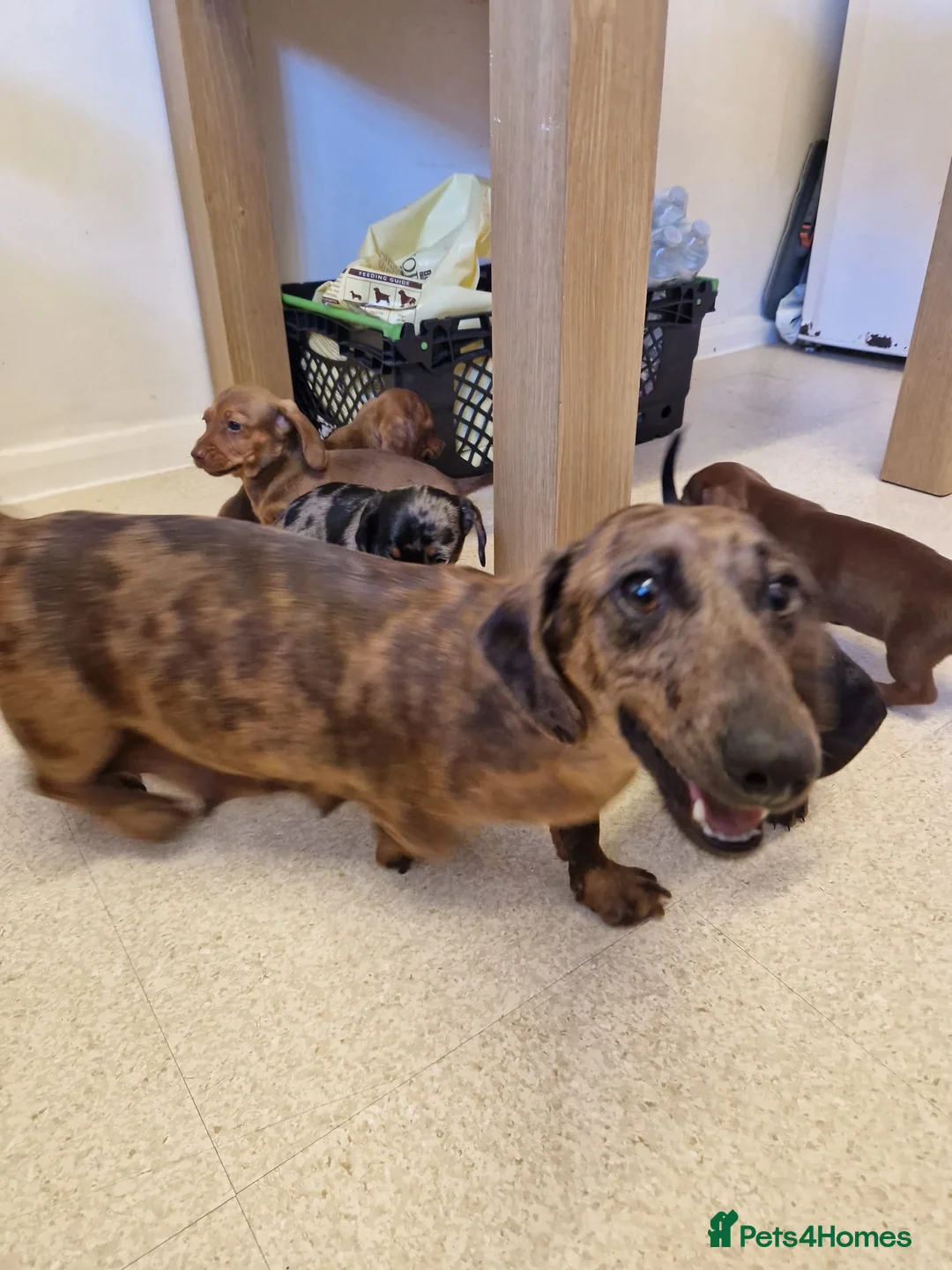 Miniature Dachshund dogs for sale: Miniature chocolate dapple black tan dachshund - Advert 2