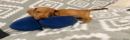 Miniature Dachshund dogs for sale: Beautiful Miniature Puppy Dachsung  - Advert 19