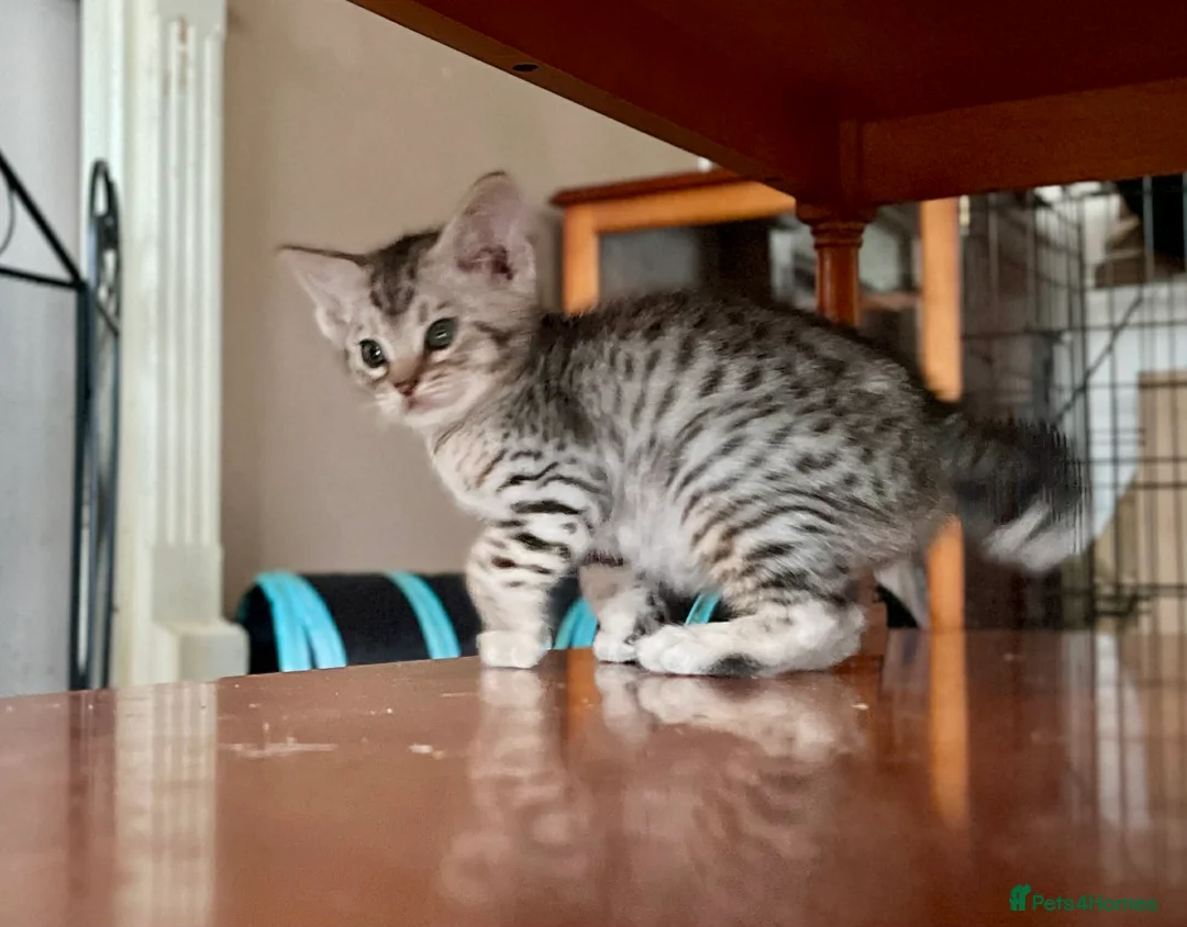 Ocicat cats for sale: GCCF Registered Male Ocicats Kittens - Advert 3