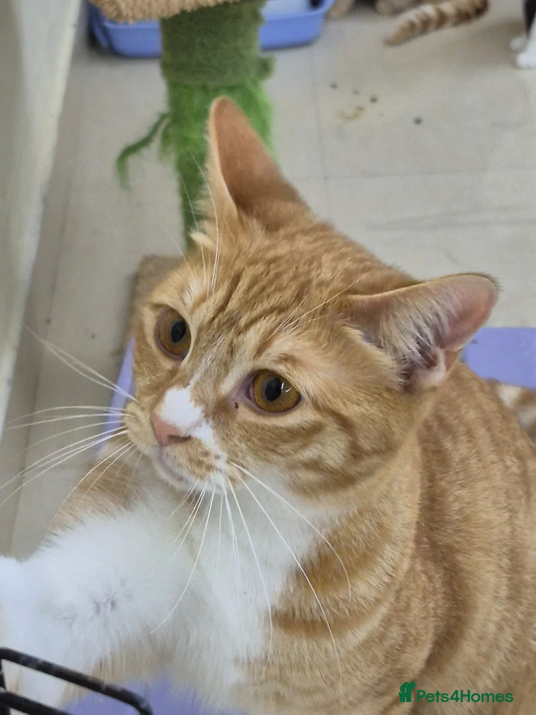 Domestic Shorthair cats for adoption: Marigold & Sunflower - Advert 2