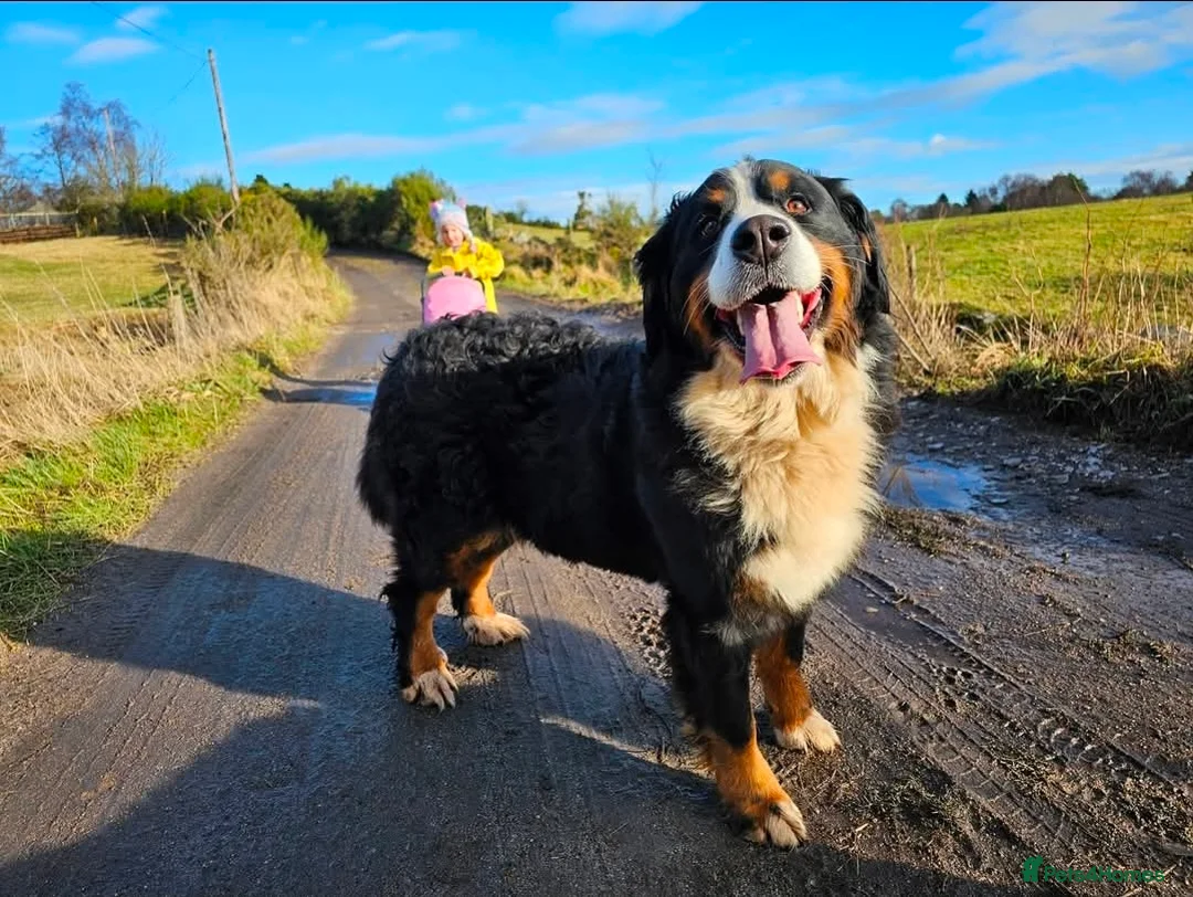 Bernedoodle dogs for sale: All currently reserved! Quality F1Bernedoodle pups - Advert 17