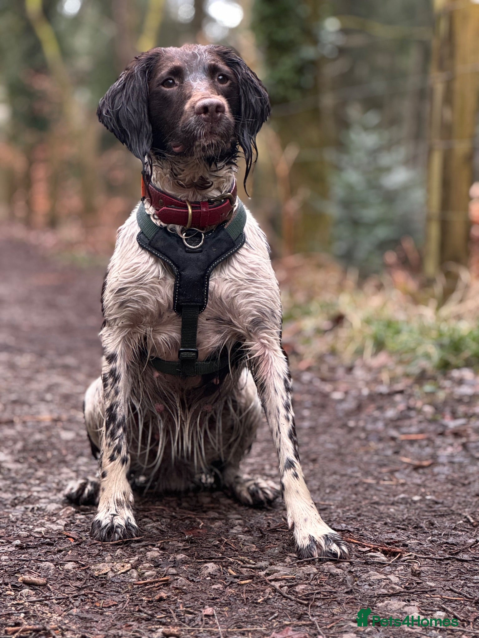 English Springer Spaniel dogs 🐾 KC Registered Working Springer Spaniel Puppies  - Advert 2