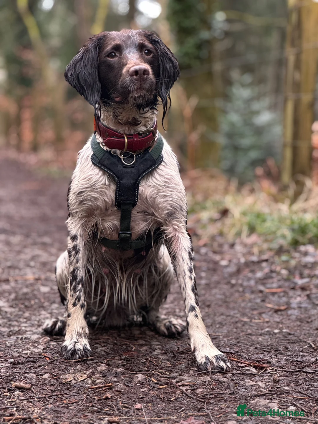 English Springer Spaniel dogs for sale: 🐾 KC Registered Working Springer Spaniel Puppies  - Advert 2