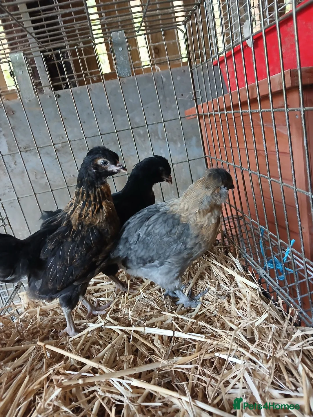 Chickens poultry for sale: Hybrid chicks  - Advert 3