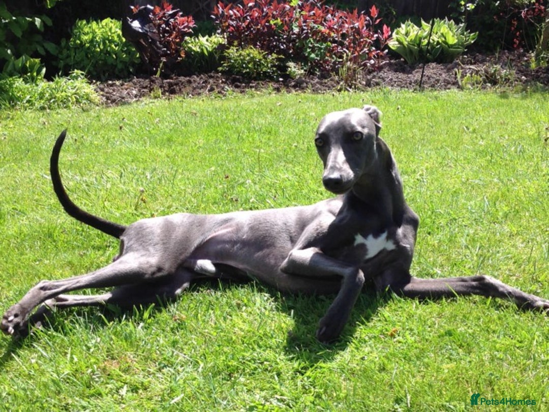 Whippet dogs for stud: BLUE PEDIGREE KC REGISTERED WHIPPET AT STUD in Salisbury - Image 21