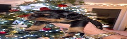 Rottweiler dogs for sale: KC Rottweiler puppies  - Advert 39