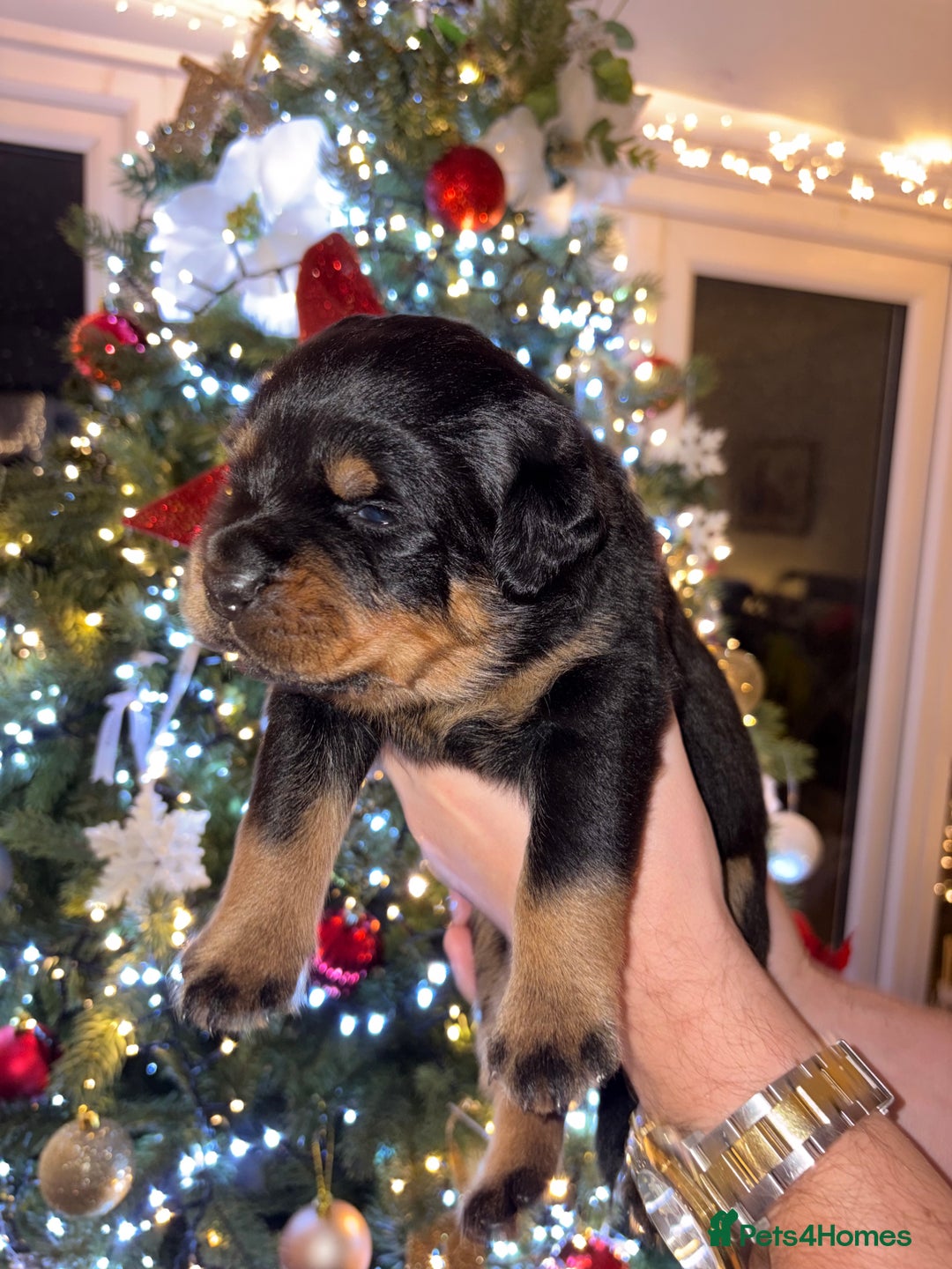 Rottweiler dogs for sale: KC Rottweiler puppies  - Advert 39